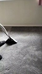 Carpet Cleaning Services Auckland