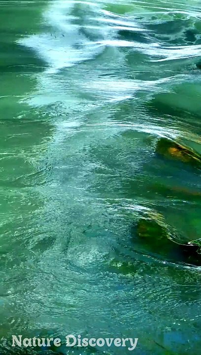 Relaxing Nature and relaxing Music  || Nature Discovery........#nature #relax #relaxing #shortvideo