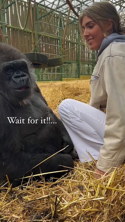 Wait for it ! TAMBABY does not like to be filmed she's wants her privacy ! We have rewilded over 80 gorillas now back to the wild #rewild #gorilla