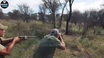 Amazing Video : How Do South African Hunters Deal With Thousands Of Lions With Rifles