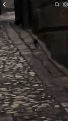 Una rata se hace viral al enfrentarse a un gato por el Casco