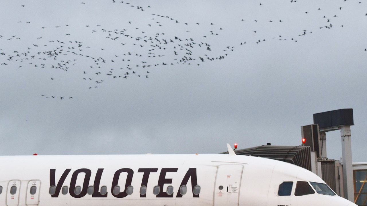 Un vol Tarbes-Paris retardé par… des grues en pleine migration