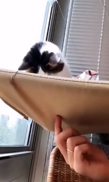 "Sudden Pounce! One Cat’s Epic Prank Attack on Another!"