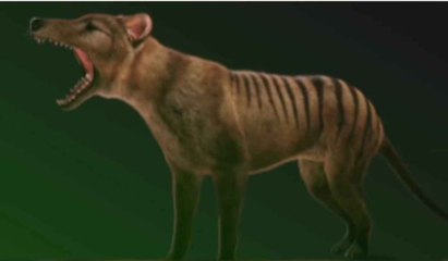 Uusi Luku Tasmanian tiikerin elvytyksessä 🐾: Tutkijat saavuttavat merkittäviä edistysaskeleita sukupuuttoon kuolleen lajin herättämisessä
