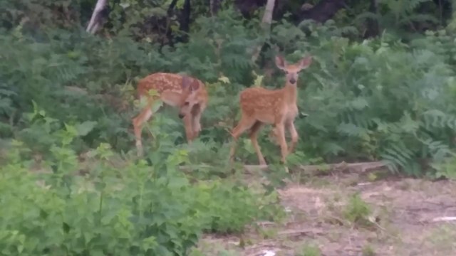 the flute: short double flutes intro.