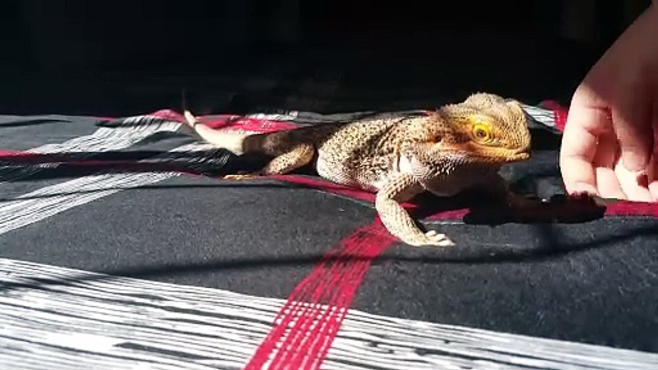 What Do Bearded Dragons Eat?