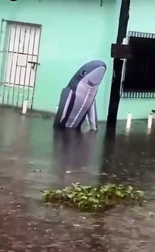 Reportan la presencia de un peligroso tiburón nadando en las inundaciones provocadas por las lluvias en Veracruz