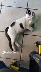 jugando en la oficina con el gato pernanca que me vino a visitar es mi peludo amigo #shorts #pet cat