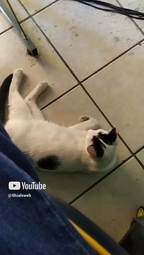 #shorts #animales #mascotas #gatos #felinos #oficina ya llego el gato pernanca a jugar un rato epico