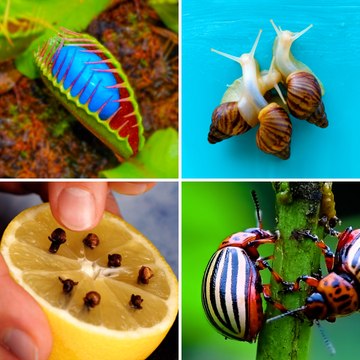 Pests won’t bother you again with easy ways to get rid of insects that could ruin your plants and garden!
