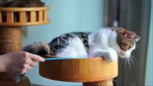 The Adorable Japanese Cat Craze!