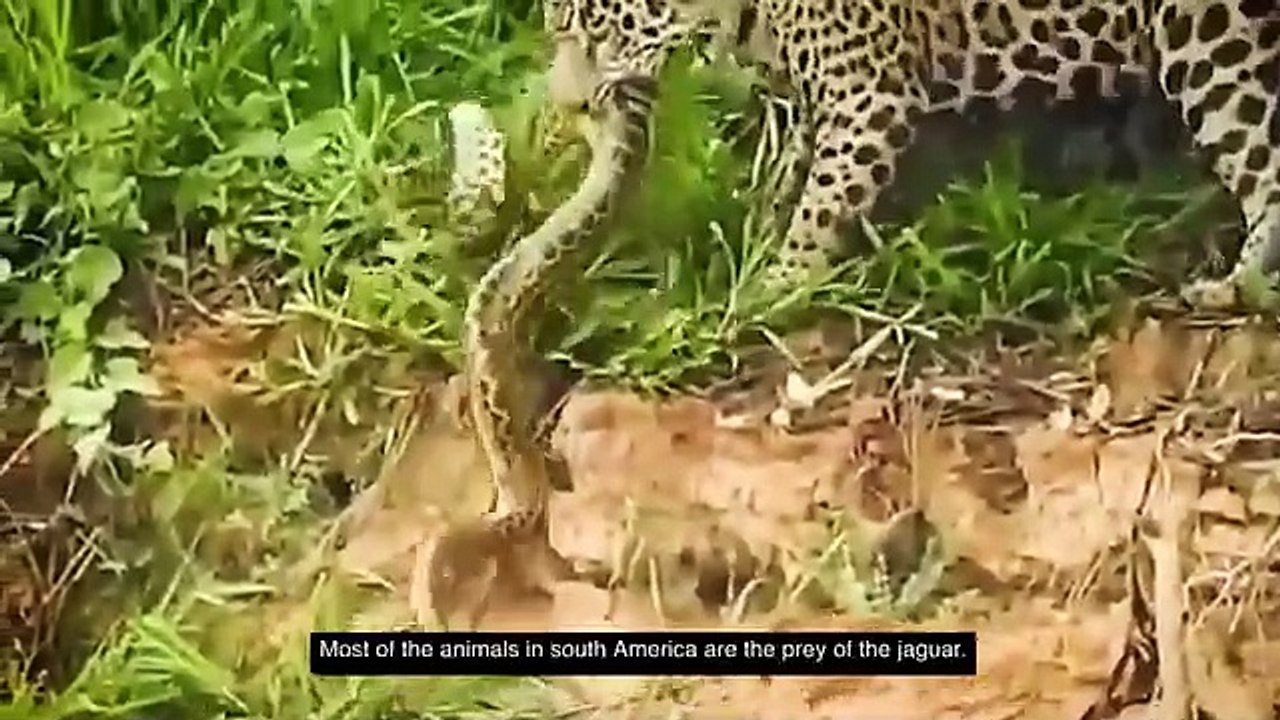 ANACONDA VS JAGUAR