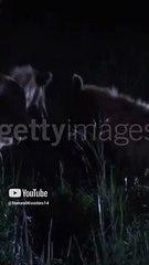 animals attack on humans#wild#animals#attack#