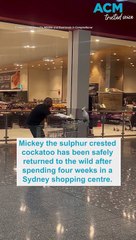 Mickey the Cockatoo returned to wild after four weeks stuck in Coles