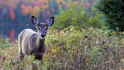 istockphoto-1367760151-640_adpp_is