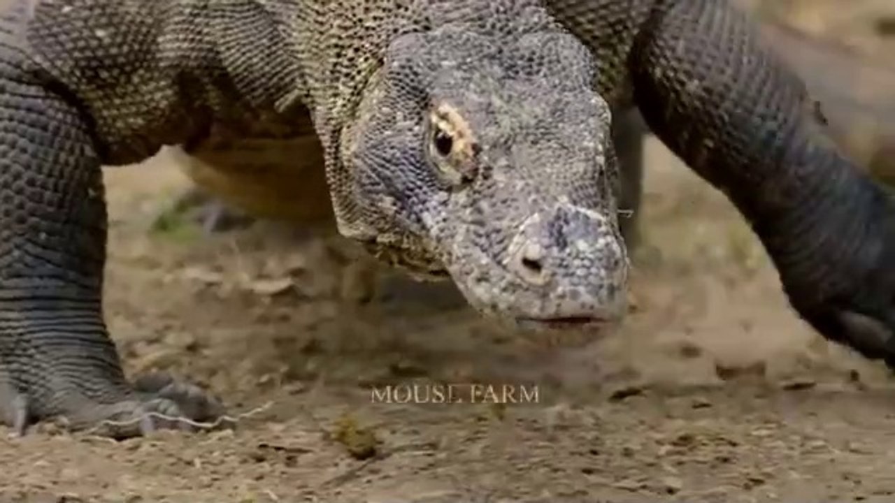 When Animals Faced Komodo Dragon | Komodo Dragon