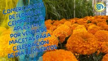 Comerciantes de flores de cempasúchil apuestan por venta de macetas para celebración de Día de Muertos