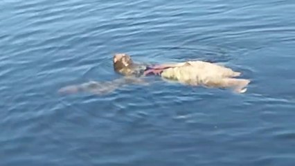 tn7- Oso Perezoso: Descubre Datos Fascinantes sobre este Lento pero Encantador Animal 🦥