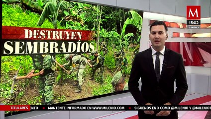 Sedena ha destruido mil 614 sembradíos de enervantes en Guerrero durante 2024
