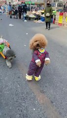 Dogs cute-Puppy and His New Toy"