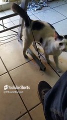 Pernanca Visita la Oficina y Jugamos Juntos  ¡Diversión con Mi Michi Bonito y Juguetón! #Shorts