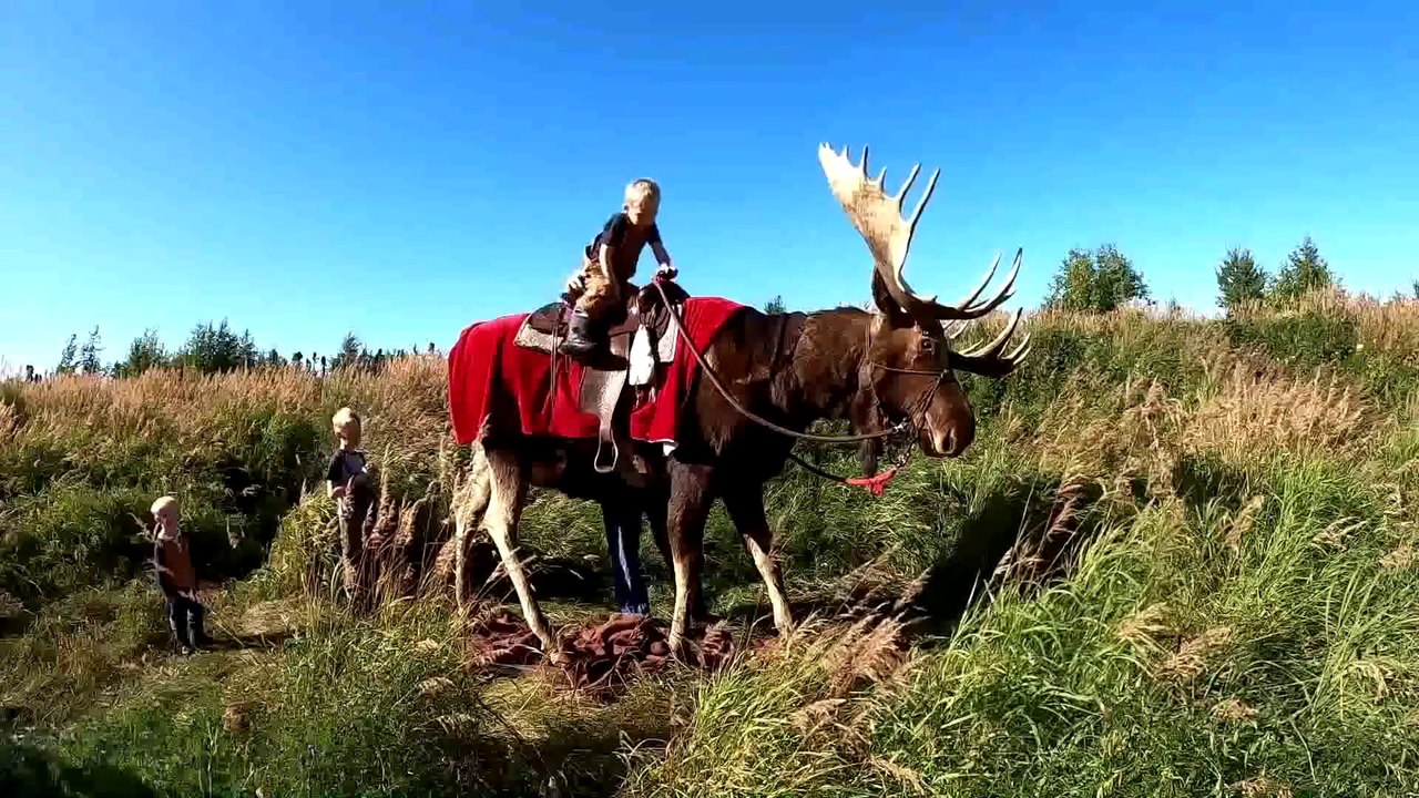 6 Week Alaskan Adventure! Fishing Camping Hiking & Exploring Alaska with Family