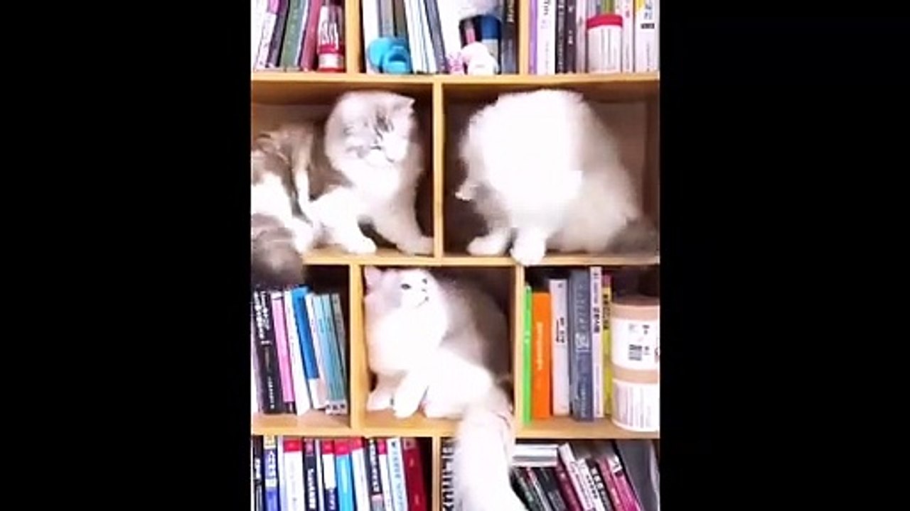Is FIGHTING is CUTE ..هل القتال لطيف إلى هذا الحد ..    من فضلك مثل:> https://shorturl.at/HBLW