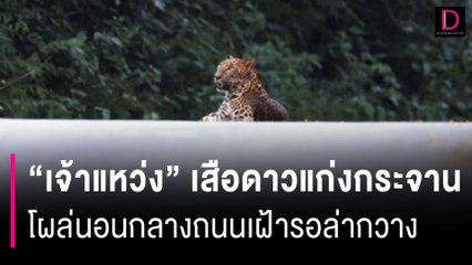 นาทีระทึก! "เจ้าแหว่ง" เสือดาวแก่งกระจาน โผล่นอนกลางถนนเฝ้ารอล่ากวางผืนป่ามรดกโลก | HOTSHOT เดลินิวส์ 24/10/67