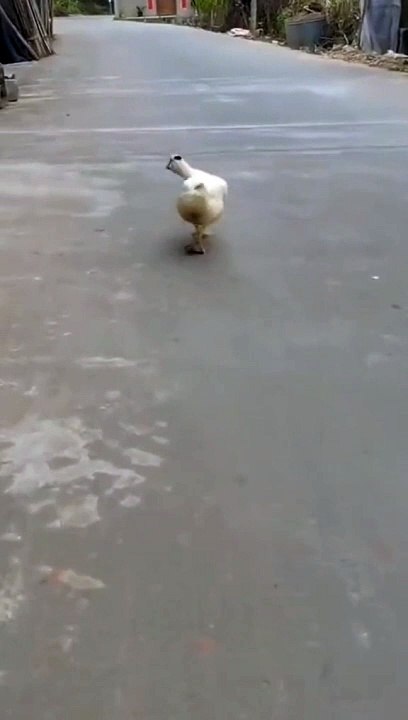 duck in fashion