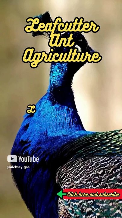 Animal Facts      Leafcutter Ant Agriculture    #shorts