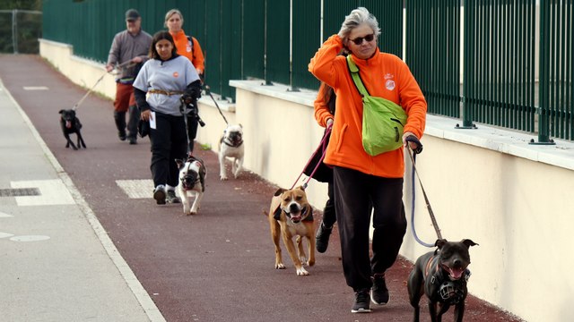 Bientôt démoli, le plus vieux refuge de la SPA déménage ses 250 chiens et chats