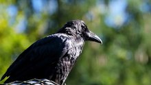 The Common Raven: Close Up HD Footage (Corvus corax)