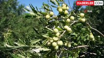 Zeytin ve zeytinyağında bu yılın rekolte tahmin rakamları açıklandı