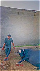 Funny vedeos bechara