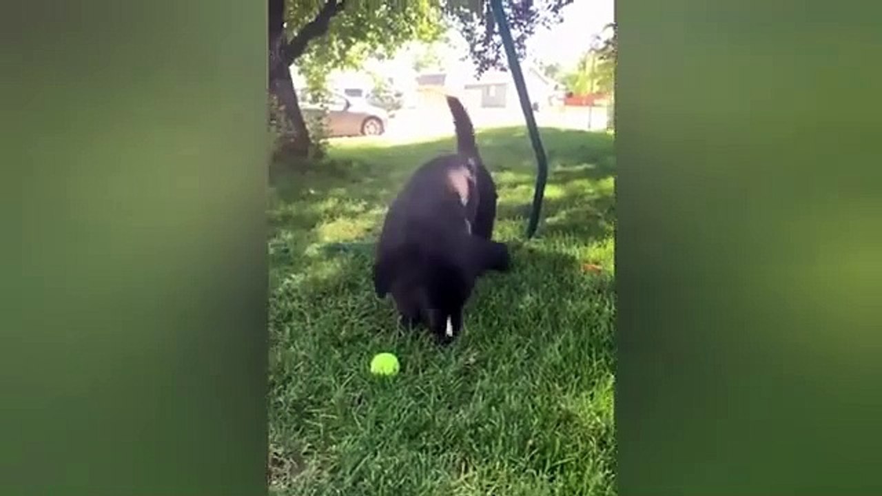 Funny Dog Videos That Will Make You Laugh Out Loud NEW Funny Dog Videos