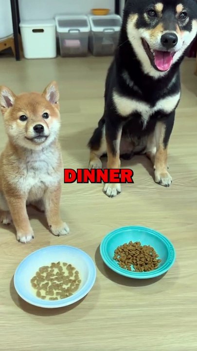 DOGGY BROTHERS! #animalstories #pets #funnyanimals #animals #cutedog #cute #dogs #doglover