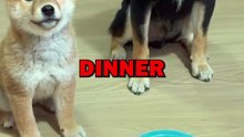 DOGGY BROTHERS! #animalstories #pets #funnyanimals #animals #cutedog #cute #dogs #doglover