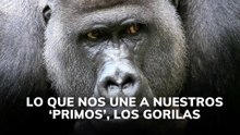 Lo que nos une a nuestros 'primos' los gorilas