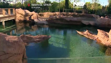 إسبانيا: إطلاق 22 سلحفاة على شاطئ ألماسورا