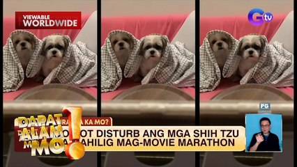 Dalawang aso, busy sa kanilang panonood ng movie | Dapat Alam Mo!
