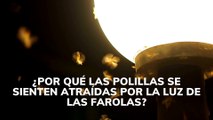 Por qué las polillas se sienten atraídas por las luz de las farolas