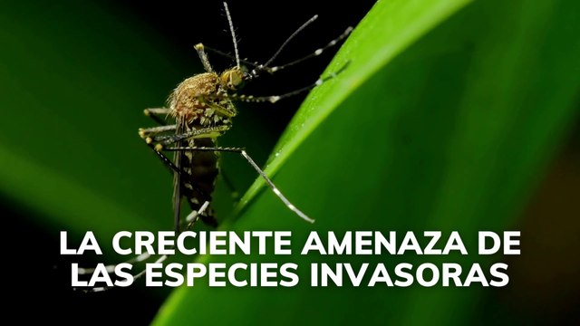 La creciente amenaza de las especies invasoras
