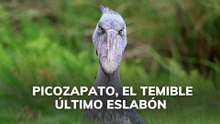 Picozapato el temible último eslabón