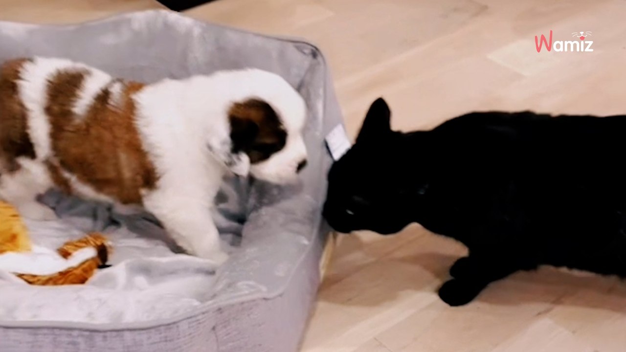 Saint Bernard puppy's first meeting with cat sibling is melting hearts