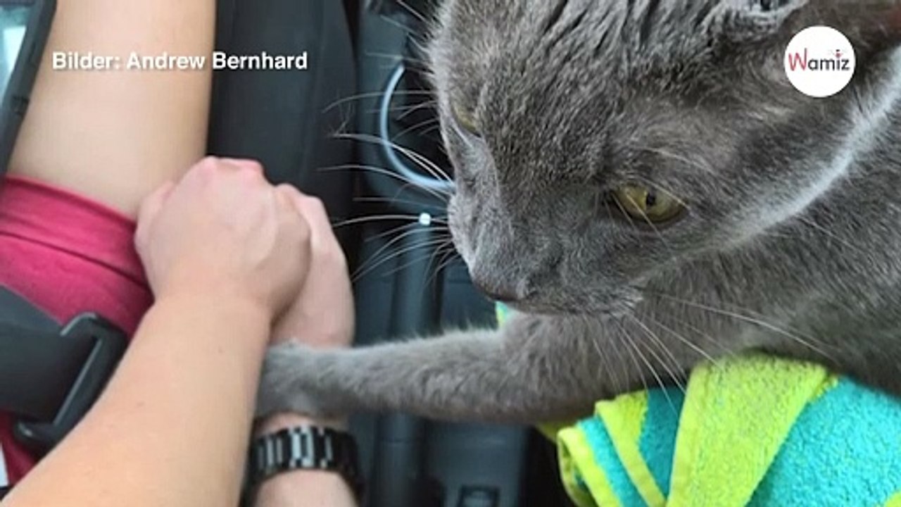 Allerletzte Reise zum Tierarzt: Was auf der Fahrt passiert, geht unter die Haut (Video)