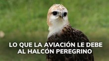 Lo que la aviación le debe al halcón peregrino