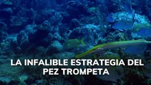 La infalible estrategia del pez tormenta