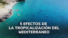 5 efectos de la tropicalización del Mediterráneo