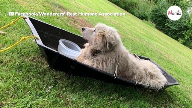 Tierheim findet einen alten Berghund im Schlitten: Sein Schicksal geht an Herz und Nieren (Video)