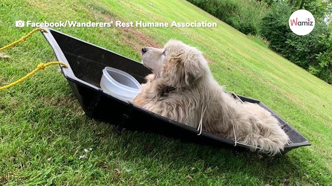Tierheim findet einen alten Berghund im Schlitten: Sein Schicksal geht an Herz und Nieren (Video)